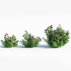 Rosa rugosa f 3D model