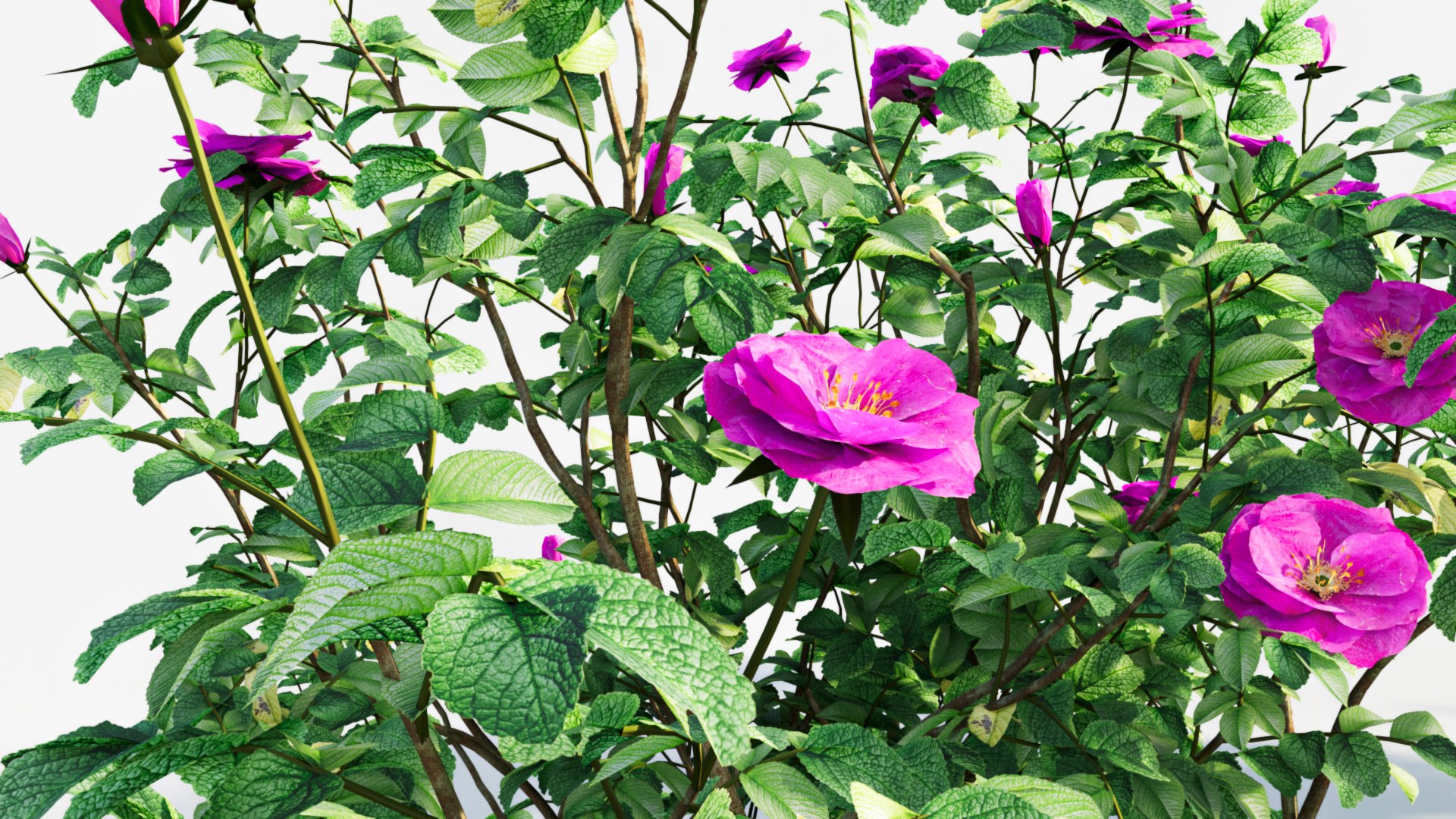 Rosa Rugosa F 3D Model - TurboSquid 2237942