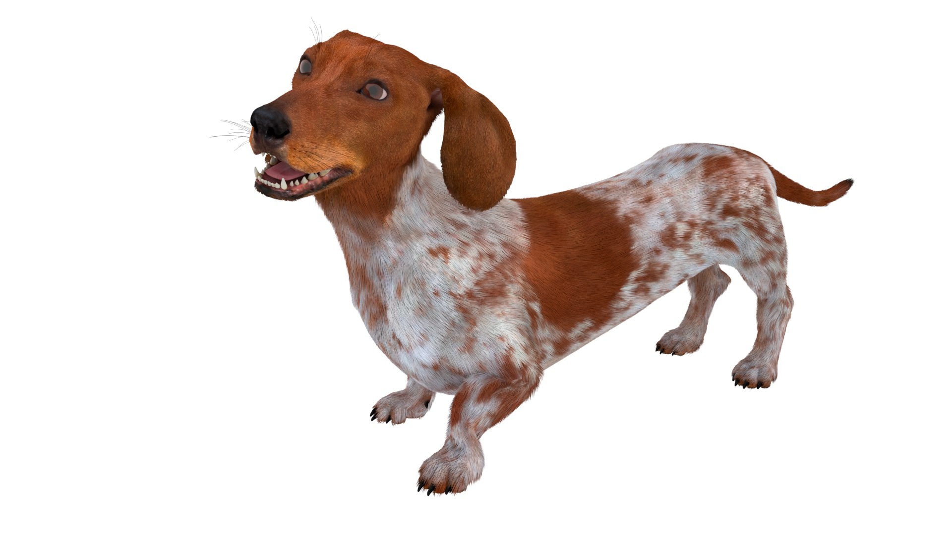 Dapple Dachshund Dog with Spotted Fur for Cinema 4D Rigged 3D model preview