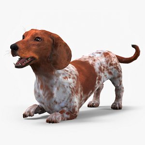 Dapple Dachshund Dog with Spotted Fur for Cinema 4D Rigged
