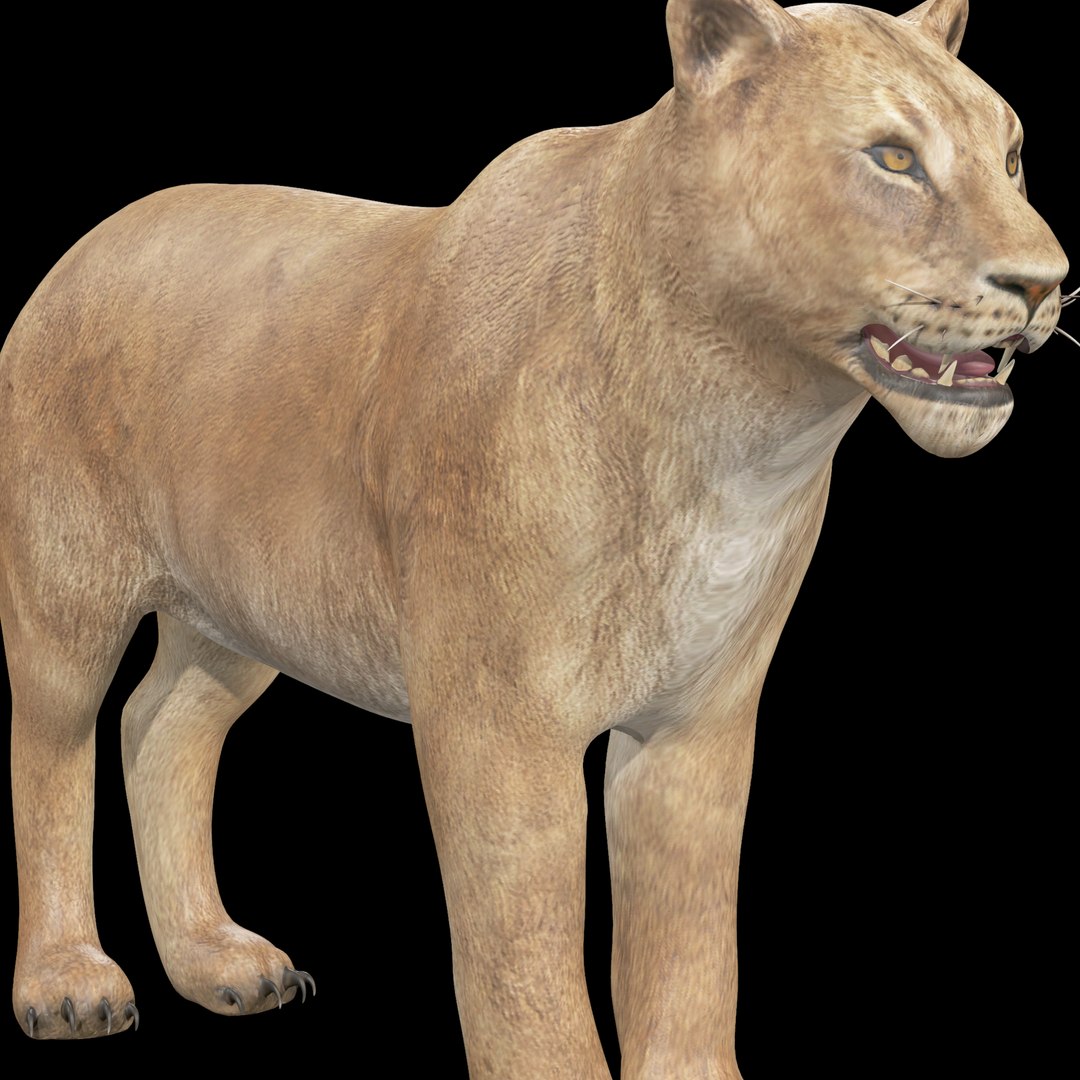 3D model Lioness Rig model https://p.turbosquid.com/ts-thumb/XK/tpbMom/7D/render_snap_2/png/1640639694/1920x1080/fit_q87/a40bf1d6941138ff5198da9bc37dccaf81eef247/render_snap_2.jpg