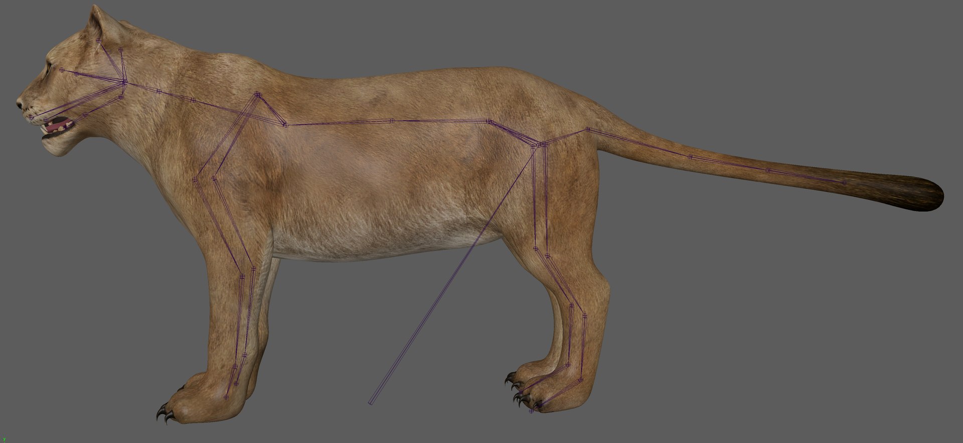 3D model Lioness Rig model https://p.turbosquid.com/ts-thumb/XK/tpbMom/8S/5/png/1640639863/1920x1080/fit_q87/bafd9f46ae7a094b530cfca467ebfb5a1cae11f8/5.jpg