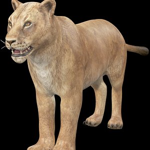 3D model Lioness Rig model