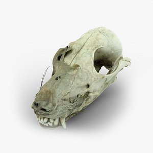 3D Real Canine Dog Skull 01 Scan