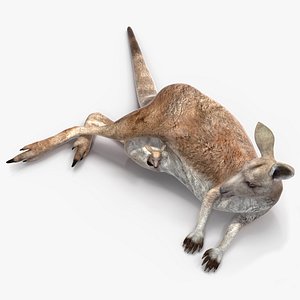 Mother Kangaroo with Baby Lying 3D