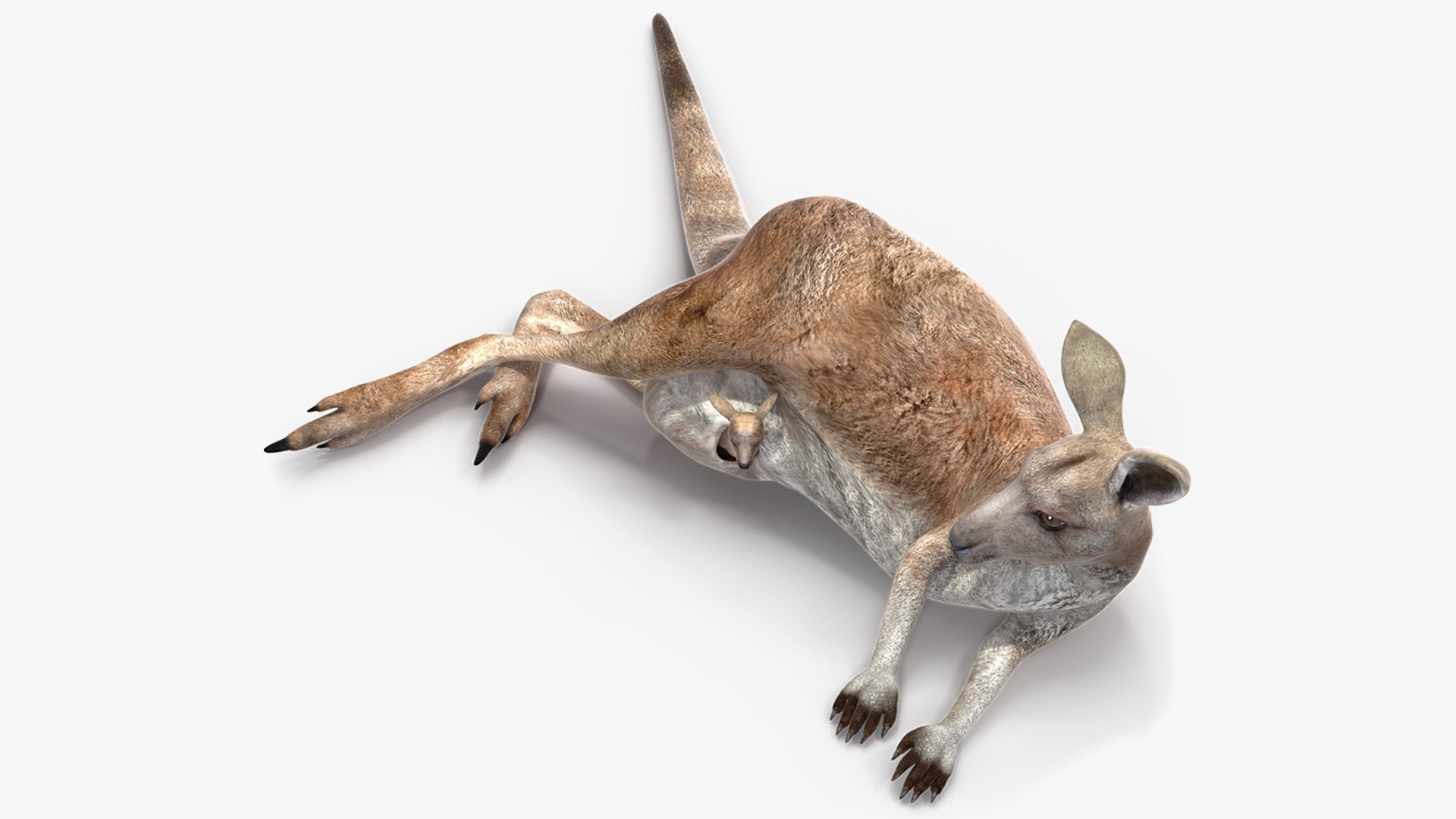 Mother Kangaroo with Baby Lying 3D model preview