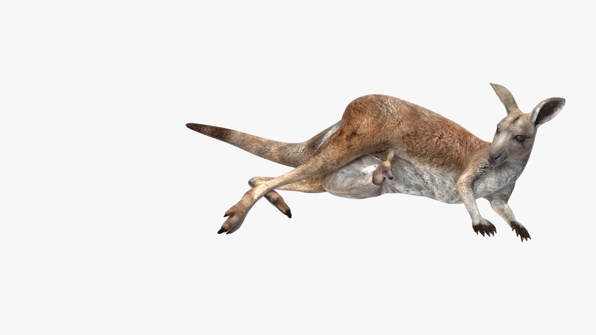 Kangaroo pocket human body 3d sales