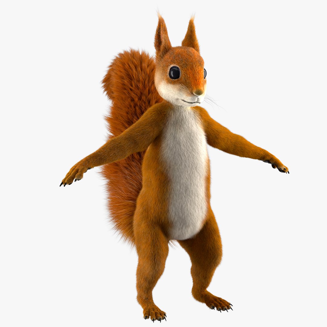 3D Cartoon Squirrel Model - TurboSquid 1698275