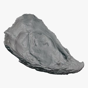 3D Bottom Half Oyster 01 for 3D Print model