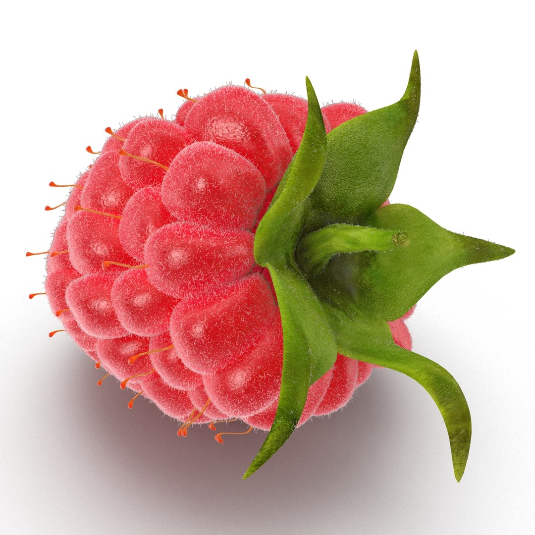 Raspberry 3 Fur 3d Max