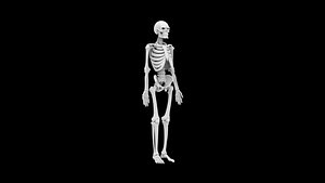 Human Skeleton Anatomy Model 3D Print model