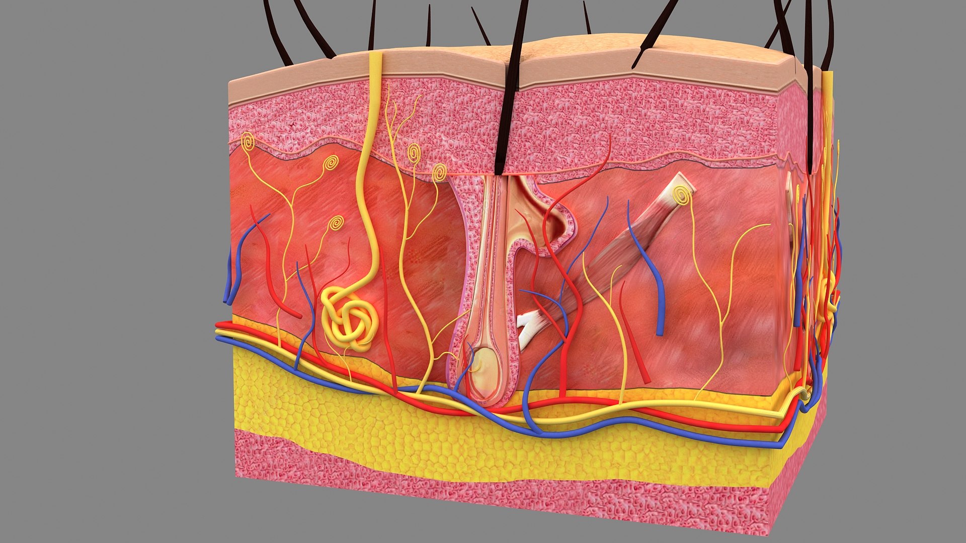 3D Hair and Skin Anatomy https://p.turbosquid.com/ts-thumb/XL/fZsilW/3W/hairfollicles_010001/jpg/1741922262/1920x1080/fit_q87/f3bfd1997ede5a4b9457daba1d5df476afa951e6/hairfollicles_010001.jpg