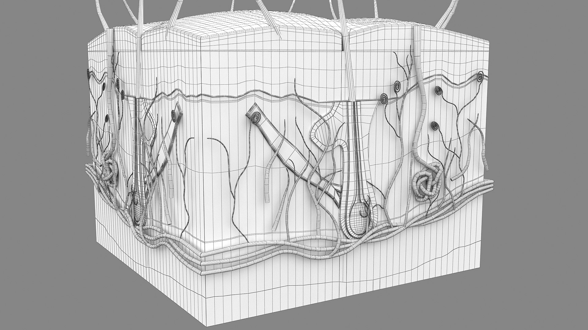 3D Hair and Skin Anatomy https://p.turbosquid.com/ts-thumb/XL/fZsilW/DK/wire_hairfollicles_010002/jpg/1741922279/1920x1080/fit_q87/d33b2f1de943df7c5f8676786d5ccf963164135c/wire_hairfollicles_010002.jpg