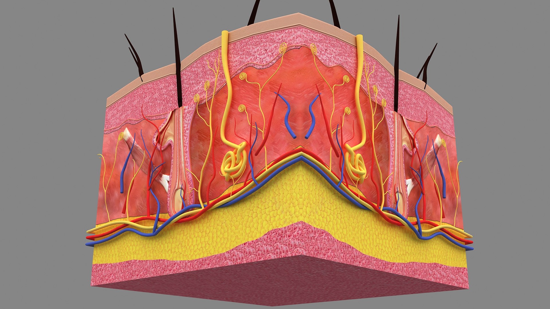 3D Hair and Skin Anatomy https://p.turbosquid.com/ts-thumb/XL/fZsilW/Jh/hairfollicles_010004/jpg/1741922266/1920x1080/fit_q87/d6967d3f59b142ee95204fd4042a5c112f86355f/hairfollicles_010004.jpg