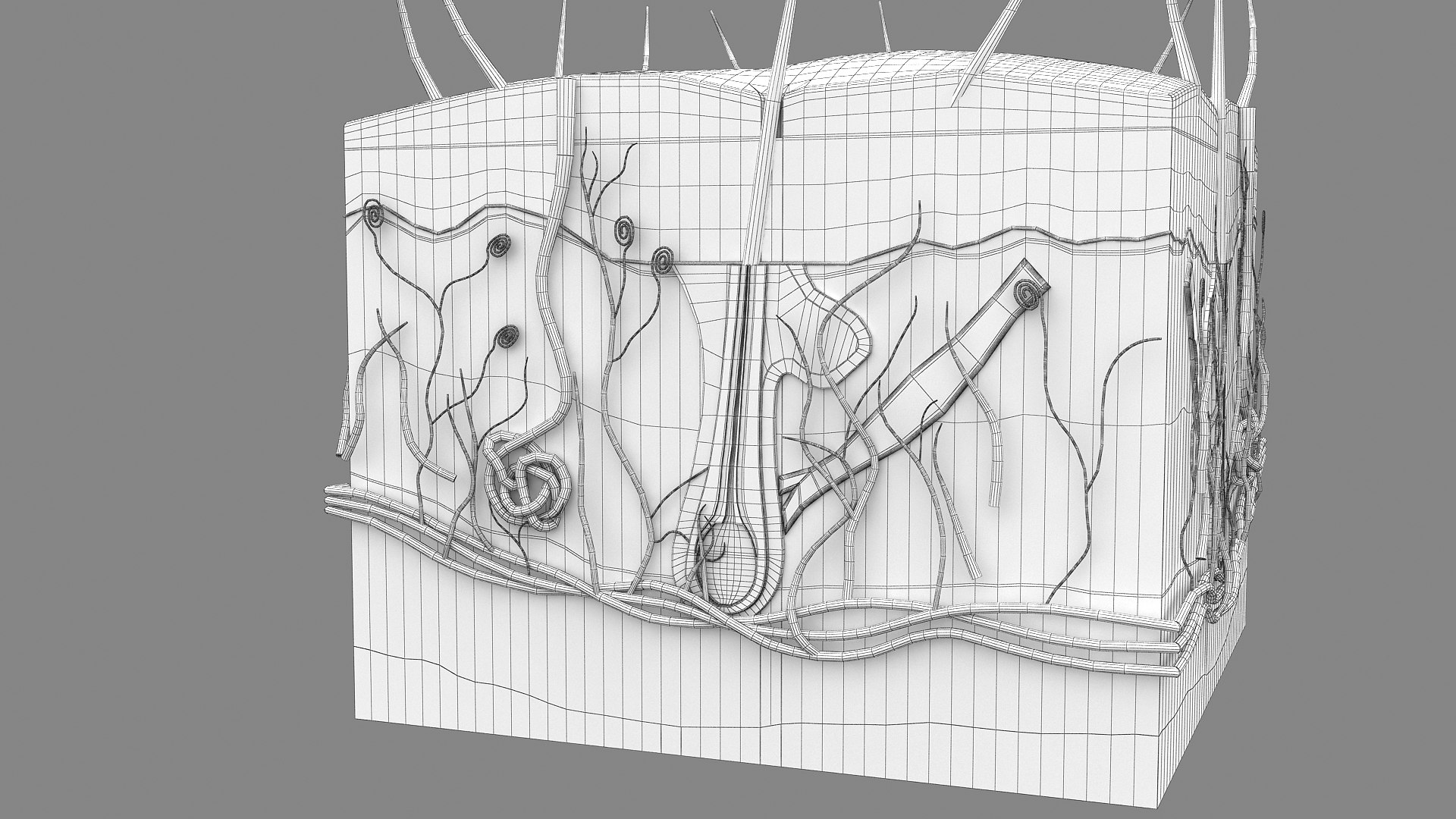 3D Hair and Skin Anatomy https://p.turbosquid.com/ts-thumb/XL/fZsilW/NG/wire_hairfollicles_010001/jpg/1741922279/1920x1080/fit_q87/1de91f26e5557966bca634aec89521357e564056/wire_hairfollicles_010001.jpg