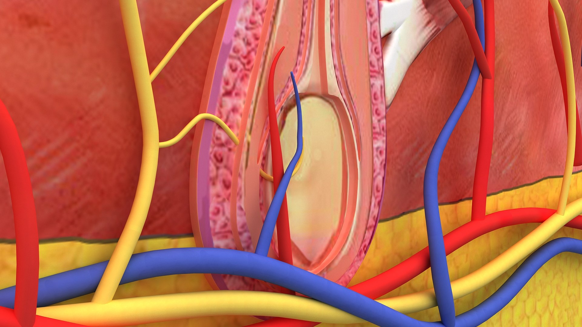 3D Hair and Skin Anatomy https://p.turbosquid.com/ts-thumb/XL/fZsilW/PU/hairfollicles_010010/jpg/1741922273/1920x1080/fit_q87/463b7d9bf2b32fe01f3fb2027ce172b3db0e69d5/hairfollicles_010010.jpg