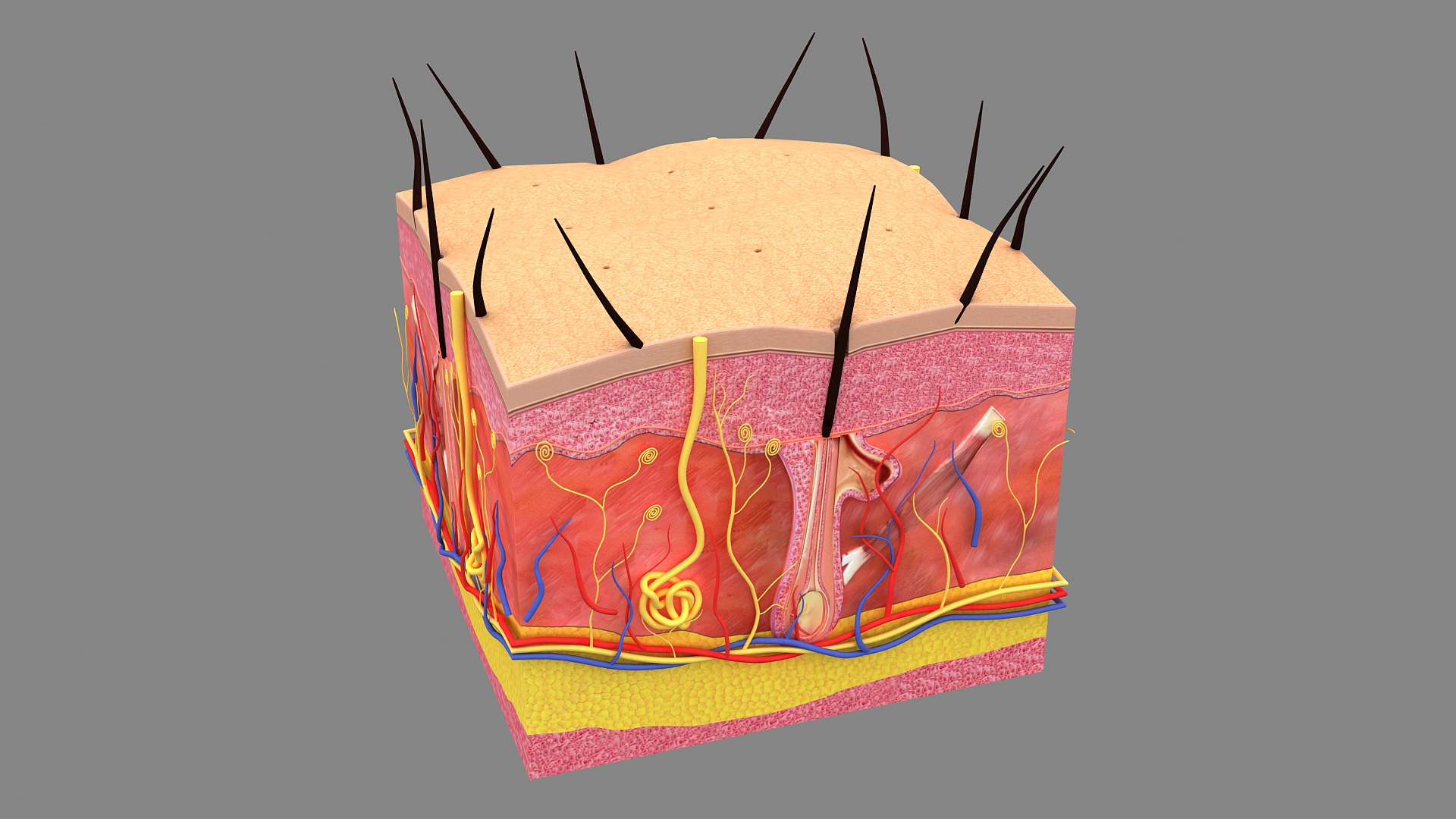 3D Hair and Skin Anatomy https://p.turbosquid.com/ts-thumb/XL/fZsilW/Zy/hairfollicles/jpg/1741922291/1920x1080/turn_fit_q99/4c72ee25cf78e98a5962168fe81fef0df3176e4d/hairfollicles-1.jpg