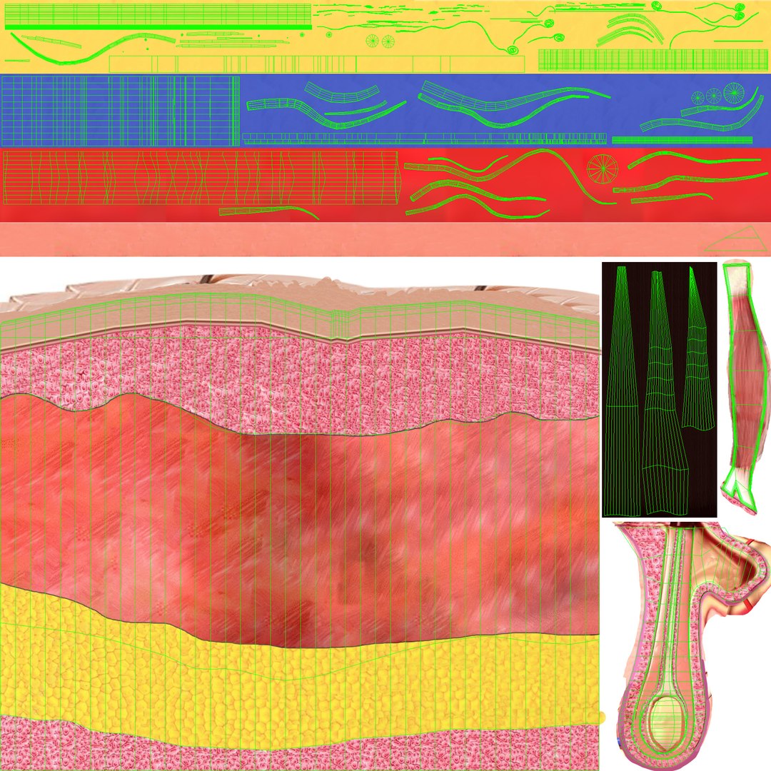 3D Hair and Skin Anatomy https://p.turbosquid.com/ts-thumb/XL/fZsilW/hj/uv/jpg/1741922285/1920x1080/fit_q87/de234e2f6bf70158a98c7925f9ebf0d8da73e60f/uv.jpg