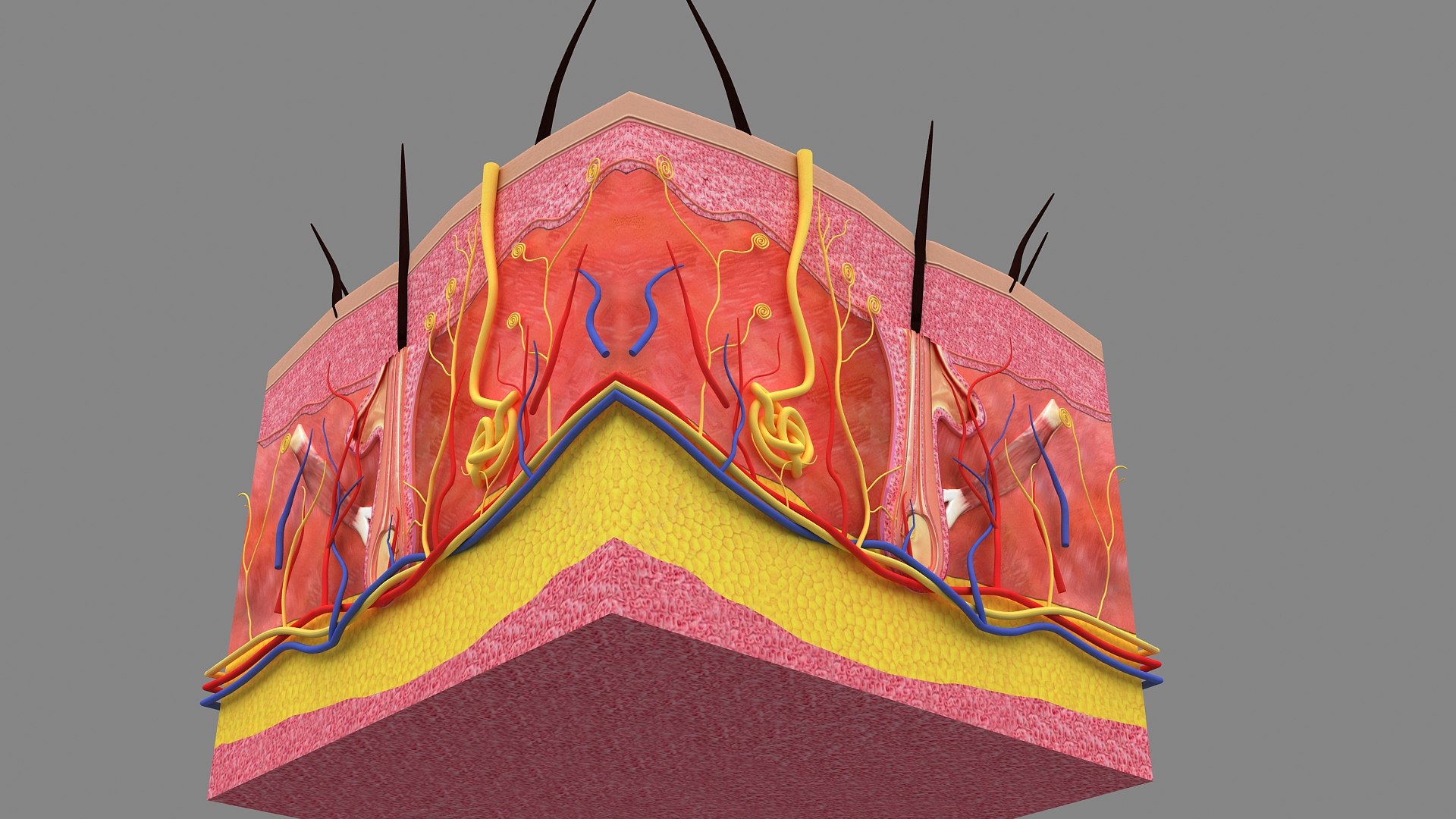 3D Hair and Skin Anatomy https://p.turbosquid.com/ts-thumb/XL/fZsilW/k0/hairfollicles_010007/jpg/1741922271/1920x1080/fit_q87/0abedcb91e1bd1dd3401b1737c5be2753125191c/hairfollicles_010007.jpg