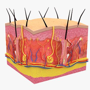 3D Hair and Skin Anatomy