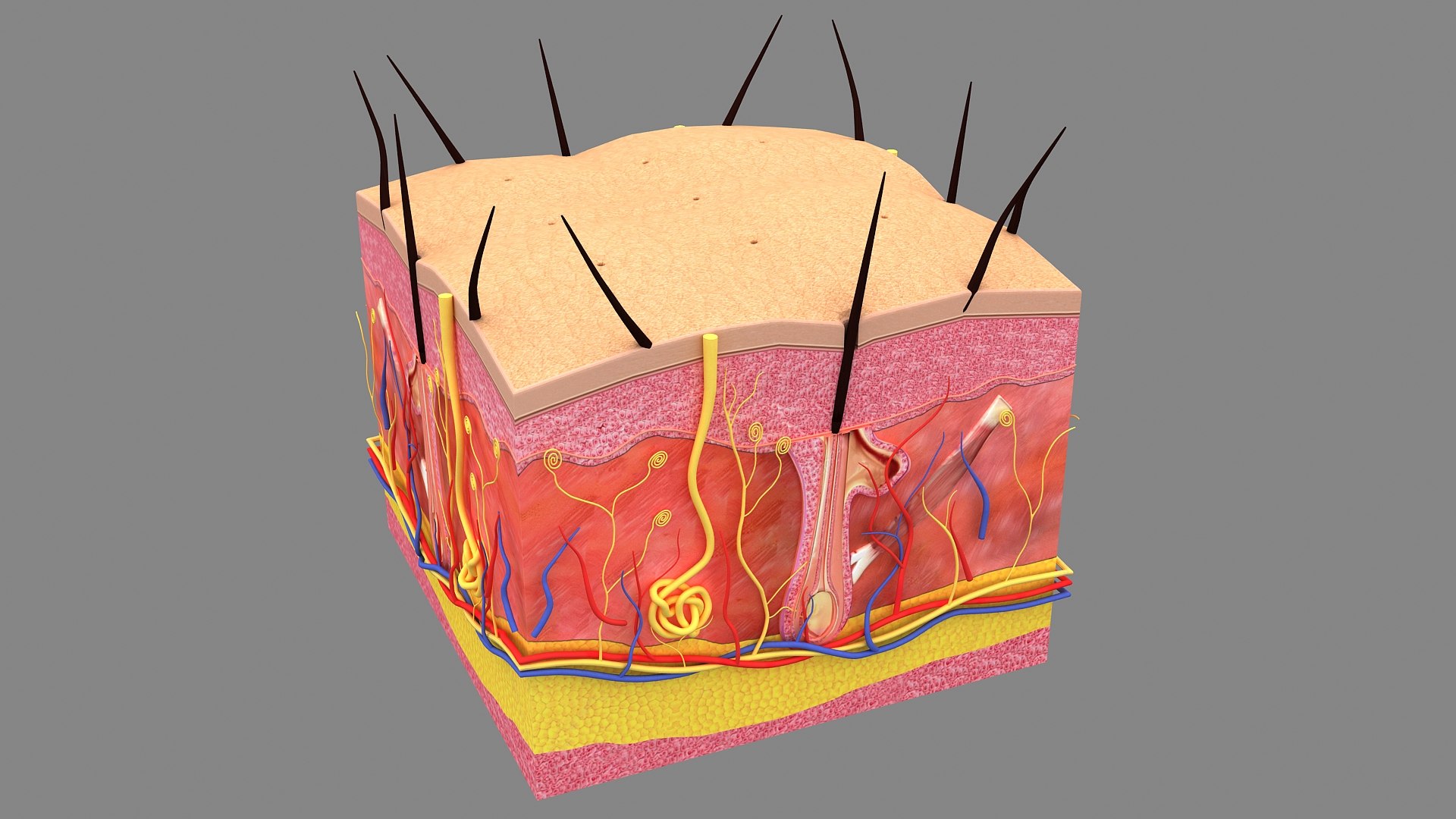 3D Hair and Skin Anatomy https://p.turbosquid.com/ts-thumb/XL/fZsilW/kv/hairfollicles_010013/jpg/1741922275/1920x1080/fit_q87/5d617b98c04c00a520f3fd2b9345df15eb05d26c/hairfollicles_010013.jpg