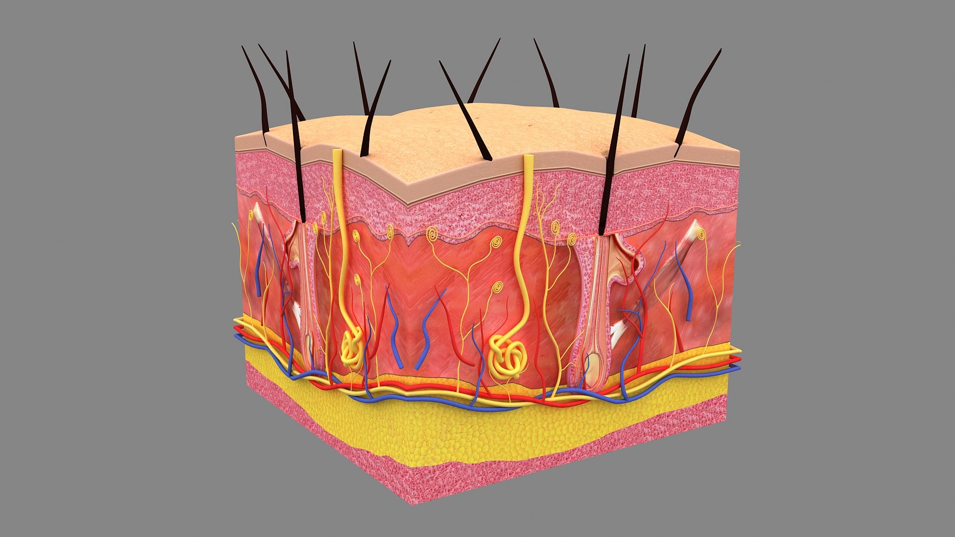3D Hair and Skin Anatomy https://p.turbosquid.com/ts-thumb/XL/fZsilW/oT/hairfollicles_010000/jpg/1741922259/1920x1080/fit_q87/8d57b93d2efed1abd462b58556c1160ef6ff205e/hairfollicles_010000.jpg