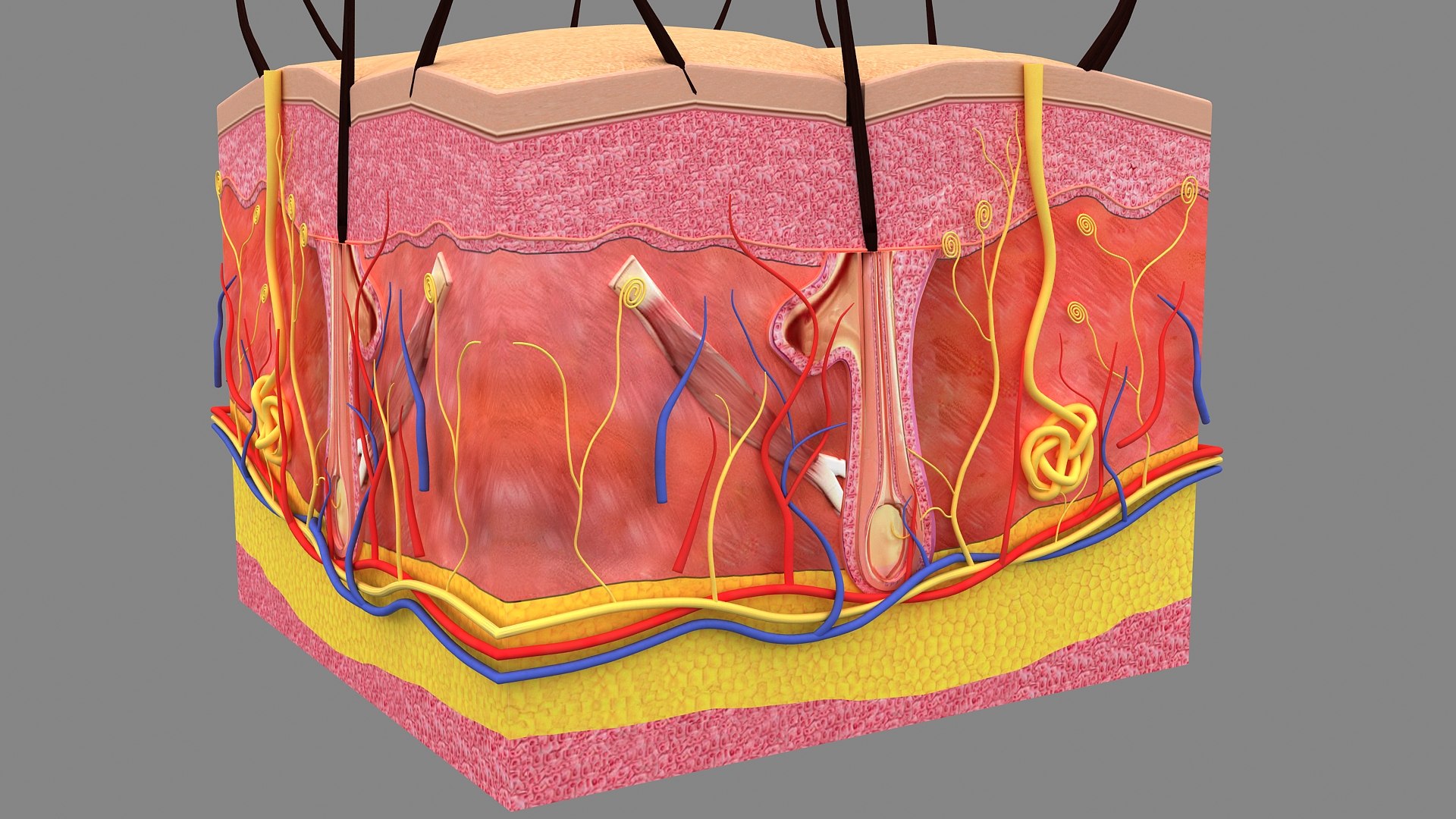 3D Hair and Skin Anatomy https://p.turbosquid.com/ts-thumb/XL/fZsilW/p1/hairfollicles_010002/jpg/1741922264/1920x1080/fit_q87/6e34970a58d47d0518b2e967ece07298cae8cd6f/hairfollicles_010002.jpg