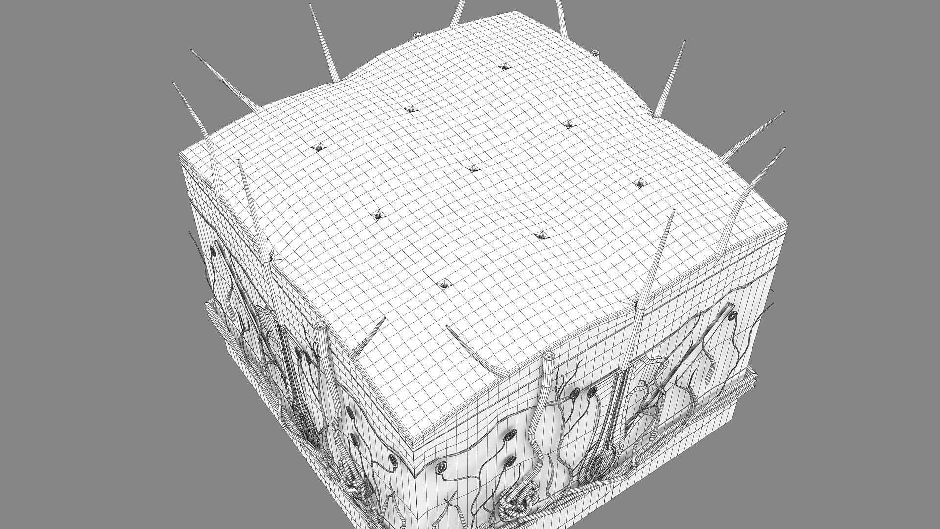 3D Hair and Skin Anatomy https://p.turbosquid.com/ts-thumb/XL/fZsilW/rH/wire_hairfollicles_010003/jpg/1741922281/1920x1080/fit_q87/edc072d117ed64d62bfd2ff72468e5b764d12f0e/wire_hairfollicles_010003.jpg