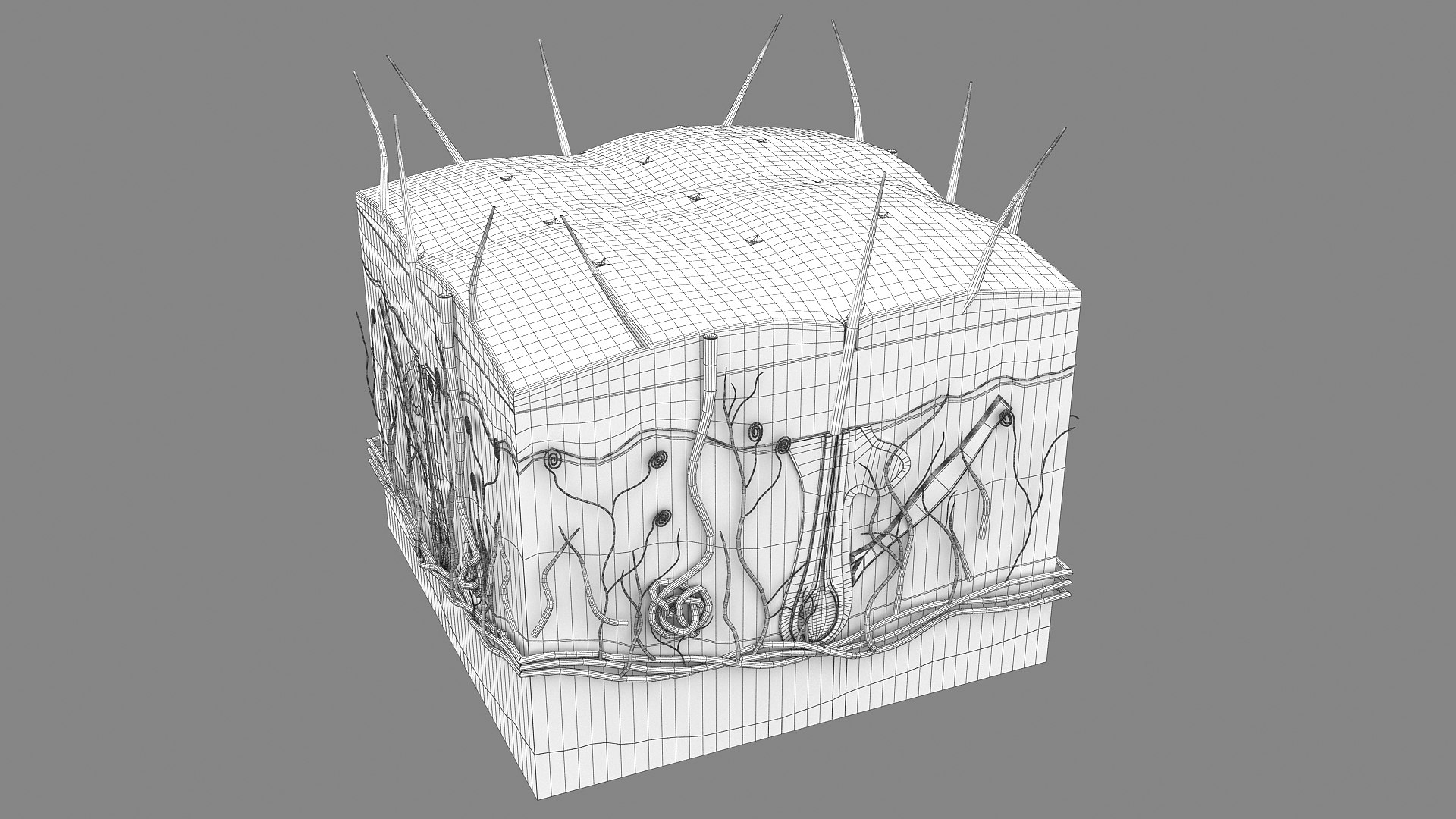 3D Hair and Skin Anatomy https://p.turbosquid.com/ts-thumb/XL/fZsilW/sC/wire_hairfollicles_010013/jpg/1741922291/1920x1080/fit_q87/29d80d0168a148d41be9fd897626da10b2d5434a/wire_hairfollicles_010013.jpg
