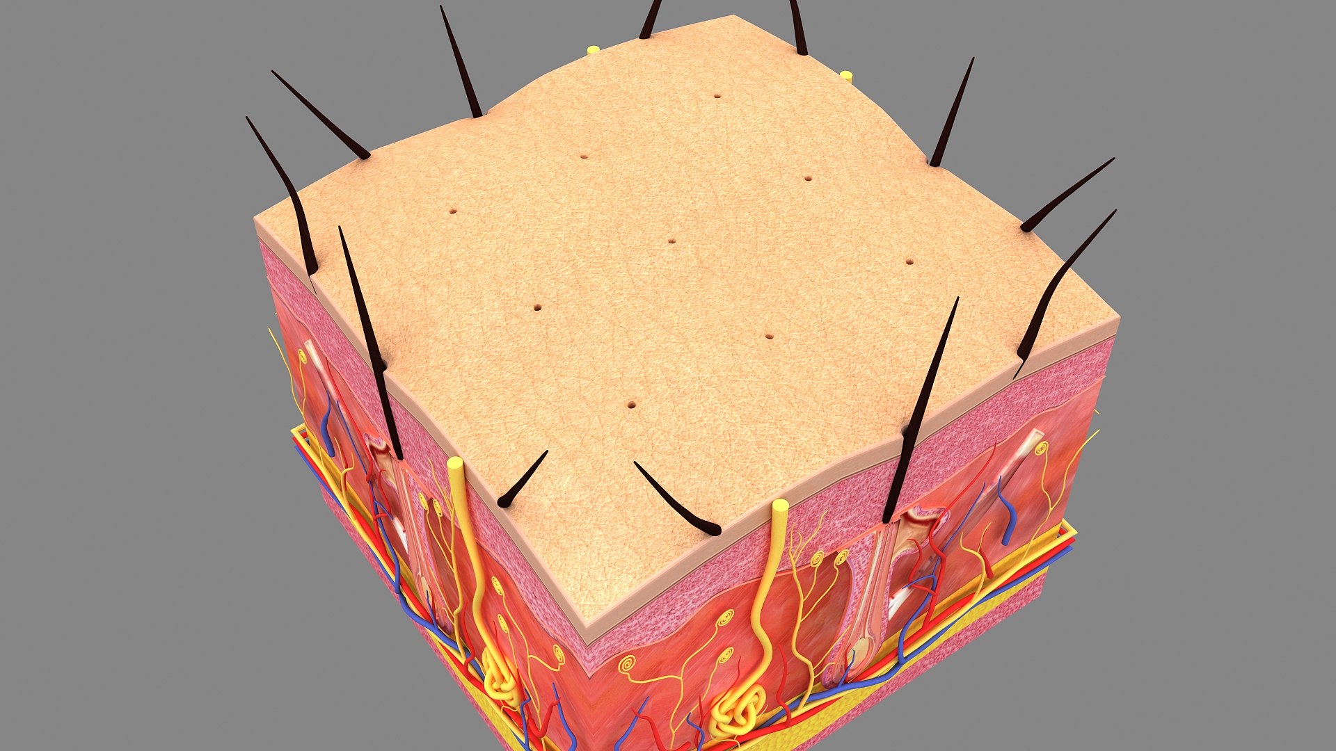 3D Hair and Skin Anatomy https://p.turbosquid.com/ts-thumb/XL/fZsilW/yt/hairfollicles_010003/jpg/1741922265/1920x1080/fit_q87/fd39f5ca171fd141b4b935f6bce1f4807573880f/hairfollicles_010003.jpg