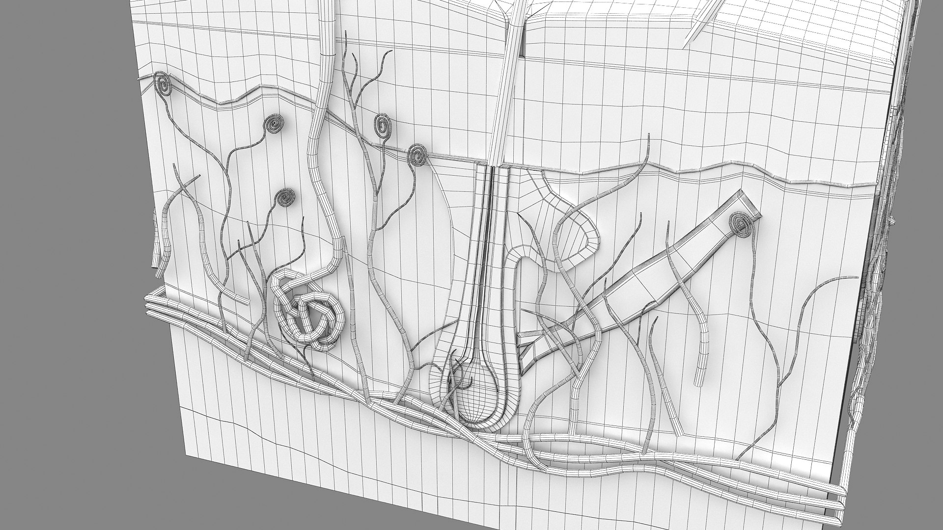 3D Hair and Skin Anatomy https://p.turbosquid.com/ts-thumb/XL/fZsilW/yu/wire_hairfollicles_010005/jpg/1741922284/1920x1080/fit_q87/77fea9643471223345a06b3b72ec0a3553e653a5/wire_hairfollicles_010005.jpg