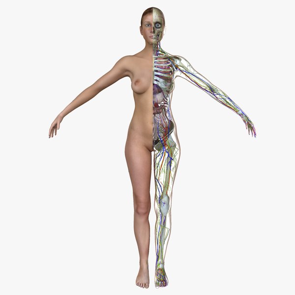 female body anatomy circulatory 3d obj