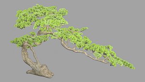 Podocarpus macrophyllus Buddhist Pine Evergreen Ornamental Tree Garden Landscape 3D Model
