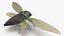 Cicada