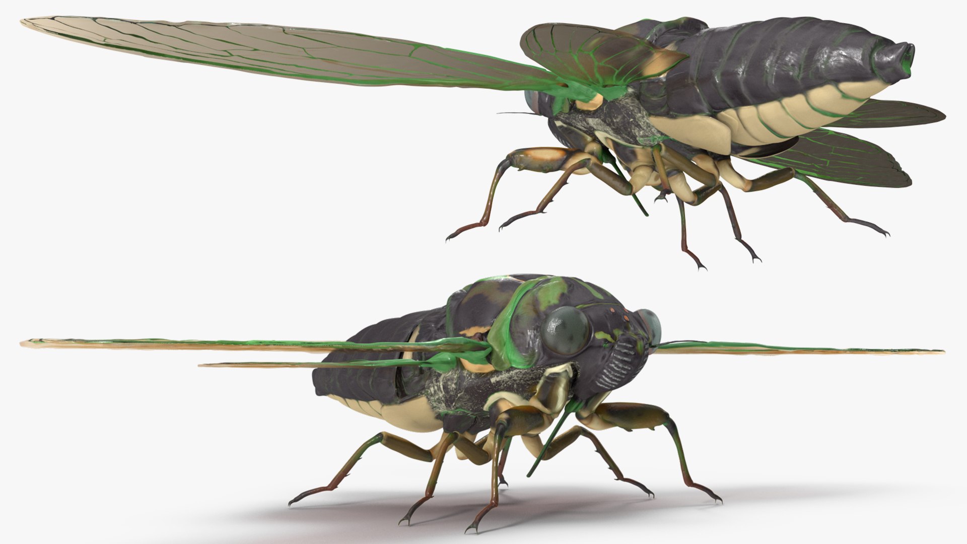 3D Cicada https://p.turbosquid.com/ts-thumb/XL/lFSxiJ/An/cicada3dsmodel010/jpg/1680161293/1920x1080/fit_q87/5b04cafff71115ffb84d644da8df199399e831bb/cicada3dsmodel010.jpg