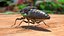 Cicada