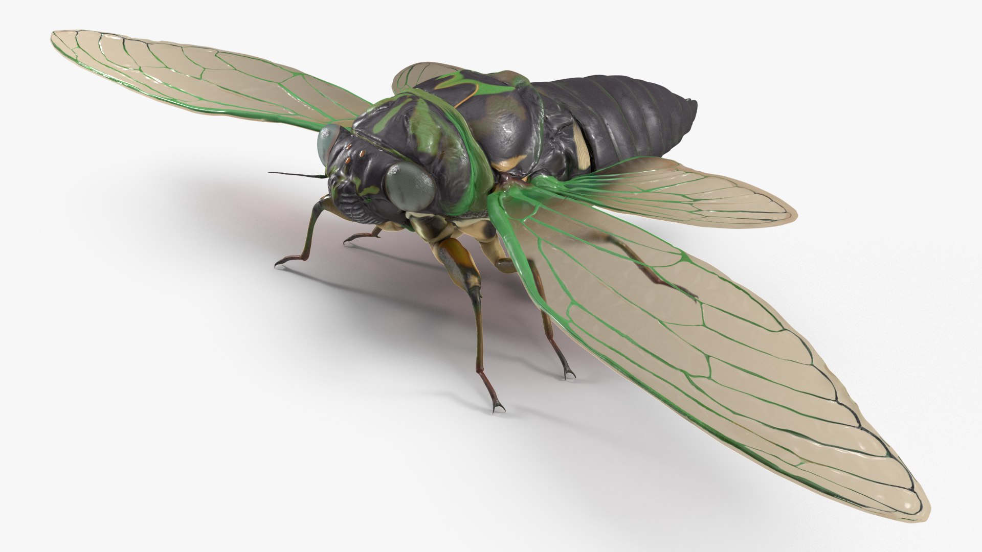 3D Cicada https://p.turbosquid.com/ts-thumb/XL/lFSxiJ/Es/cicada3dsmodel008/jpg/1680161286/1920x1080/fit_q87/8ca1887368dccd7d79f79a6a4c7f4a4c02dc9b6a/cicada3dsmodel008.jpg