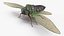 Cicada