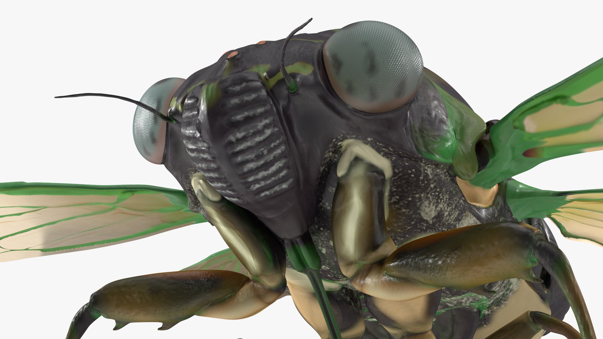 3D Cicada https://p.turbosquid.com/ts-thumb/XL/lFSxiJ/F1/cicada3dsmodel018/jpg/1680161318/1920x1080/fit_q87/162a1d35da26a5e594d226c843590cc50efa5080/cicada3dsmodel018.jpg