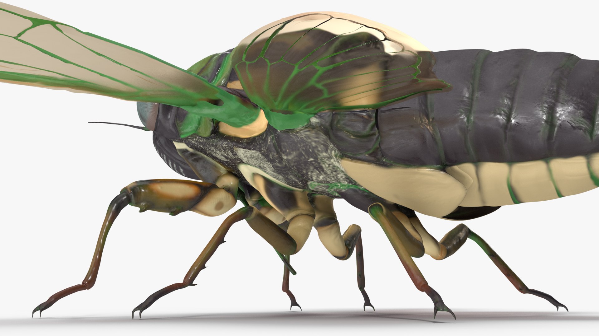 3D Cicada https://p.turbosquid.com/ts-thumb/XL/lFSxiJ/FV/cicada3dsmodel015/jpg/1680161309/1920x1080/fit_q87/de1711ab016540b92e0037481312360f2c9db04c/cicada3dsmodel015.jpg