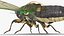 Cicada