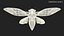 Cicada