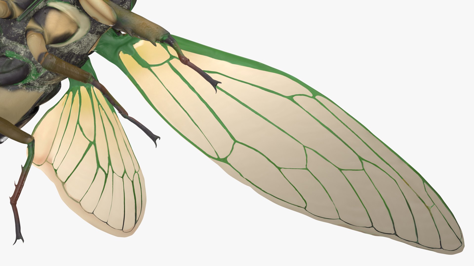 3D Cicada https://p.turbosquid.com/ts-thumb/XL/lFSxiJ/R9/cicada3dsmodel017/jpg/1680161314/1920x1080/fit_q87/95597e561c78a2d9df8995ce5c9d2d460c7bc951/cicada3dsmodel017.jpg
