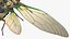 Cicada