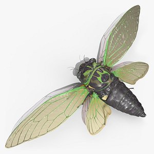 3D Cicada