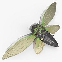 Cicada