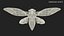 Cicada