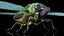 Cicada