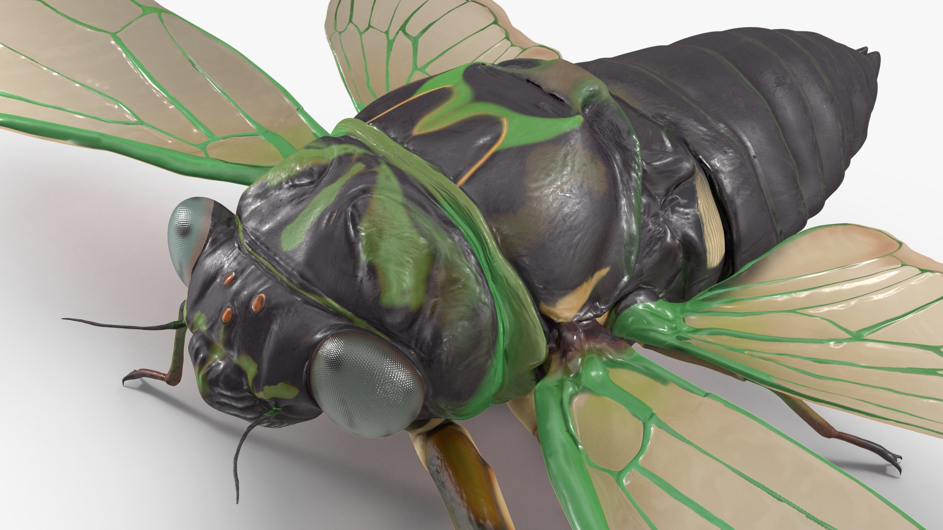 3D Cicada https://p.turbosquid.com/ts-thumb/XL/lFSxiJ/hn/cicada3dsmodel012/jpg/1680161299/1920x1080/fit_q87/c9084915c5e325cf478b4bb78dd579a72eab52aa/cicada3dsmodel012.jpg