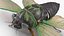 Cicada